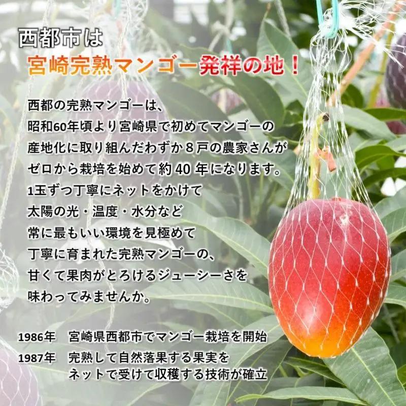 【先行予約】糖度15度以上 最高級ブランド『太陽のタマゴ』1㎏程度　宮崎県西都市産完熟マンゴー ＪＡ西都 2026年発送＜2-2a＞