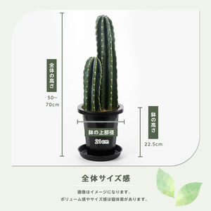 2026年3月上旬～発送【観葉植物】二本立ち柱サボテン 50cm～70cm Green Farm M IB075-006 観葉植物 ※北海道・沖縄・離島配送不可