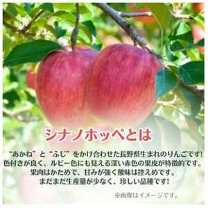 りんご シナノホッペ 約5kg 家庭用 (13玉～23玉)【1495969】