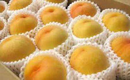 【令和7年産先行受付】山形県 産黄桃 品種おまかせ 特秀品 柔らかくなる桃 約5kg（黄金桃、スイート光黄、黄ららの極み、黄貴妃 他） F4A-0469