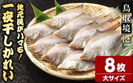 一夜干しかれい 大サイズ！(8枚)【sm-DG005-B】【木村鮮魚店】