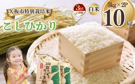 [定期便3回]矢板市特別栽培米 こしひかり 白米 5kg×2P | お米 米 こめ 白米 玄米 にじのきらめき コシヒカリ こしひかり 美味しい お弁当 選べる エコ スマート 環境 手間暇 土づくり  ふるさと 納税 栃木県 矢板市