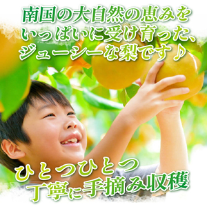 梨 4kg  豊水 新興 新高 等