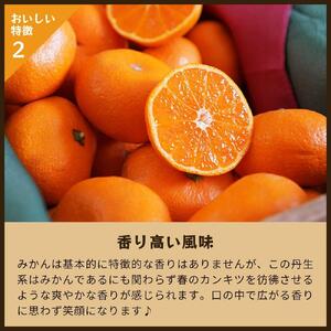 蔵出しみかん丹生系｜和歌山県海南市下津町の特産品蔵出しみかんの最高級品種【2024年2月発送開始】