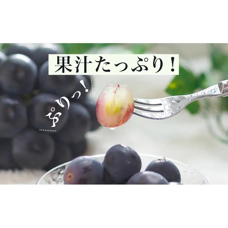 ぶどう 2026年 先行予約 ニュー ピオーネ 2房（1房480g以上）約1kg 化粧箱入り ブドウ 葡萄 岡山県産 国産 フルーツ 果物 ギフト 