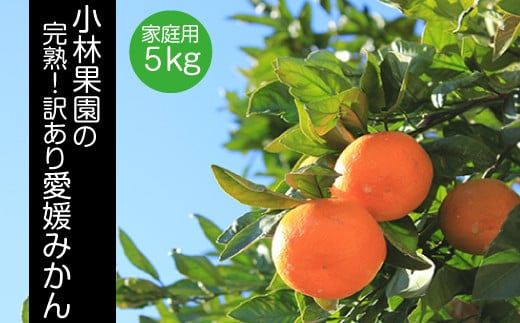 小林果園の愛媛みかん(約5kg)＜訳あり＞＜C24-15＞【1124421】