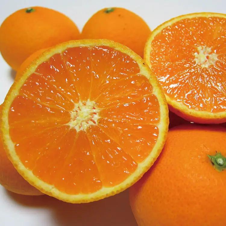特撰　清見オレンジ 3kg+200g(補償分)【2027年2月下旬～5月上旬頃に順次発送予定】【ard239A】