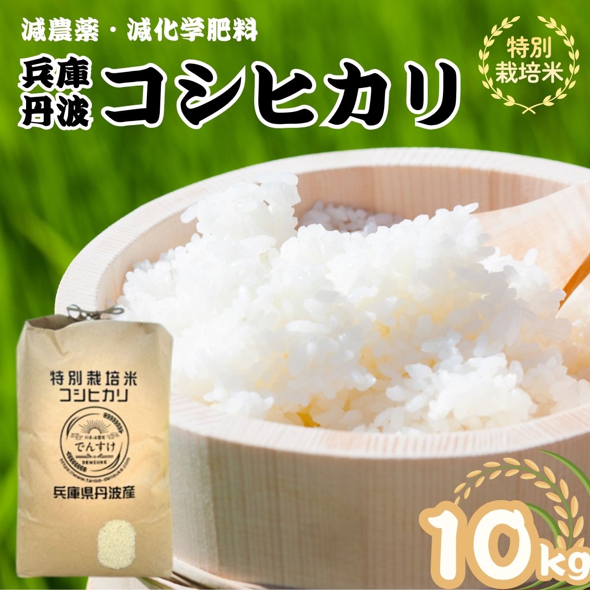 【ふるさと納税】特別栽培米 丹波コシヒカリ 10kg 令和7年産 精米 ブランド米 こしひかり お米 白米 ごはん 米 10キロ 一等米 減農薬 産地直送 お取り寄せ 兵庫県 丹波市