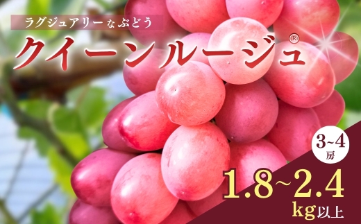 ラグジュアリーなブドウ クイーンルージュ® 3~4房 (約1.8kg~約2.4kg)【半蔵農園】| 果物 フルーツ 赤ぶどう 葡萄 ブドウ 種無し 種なし 皮ごと 千曲市 長野県 信州