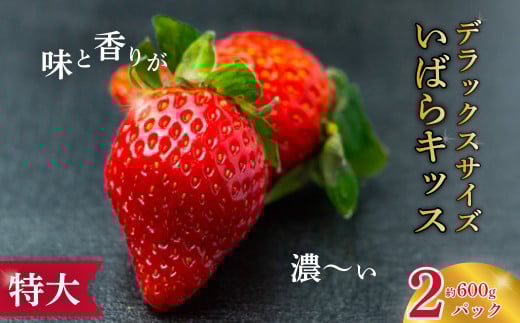 【2026年 先行予約】大粒苺 特大デラックスサイズ いばらキッス 2パック | 大粒 特大 デラックス いちご フルーツ 苺 イチゴ 新鮮 朝採れ サイズ 大きい 大粒 特大 果肉 かため 日持ち 甘味 品質 健康 果物 デザート 贈り物 食べ比べ 人気  高級 ギフト お取り寄せ  茨城県 常陸太田 檜山いちご園 香り