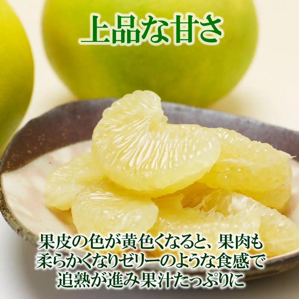 【先行予約】【訳あり】水晶文旦 ご家庭用お得箱（Mサイズ?4Lサイズ） 約6kg（12?16個入り） 高知県土佐市 【株式会社SHIRAKI】 [BQAI022]