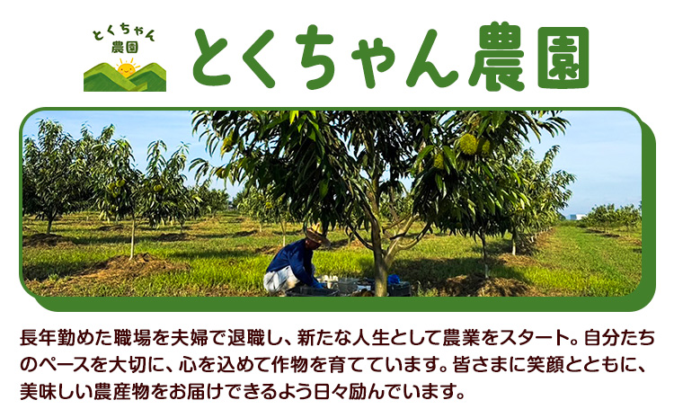 栗 生栗 2kg とくちゃん農園《9月中旬から10月下旬出荷予定》熊本県 菊池市 栗 くり 熊本県産 秋の味覚 果物 くだもの フルーツ デザート ご飯