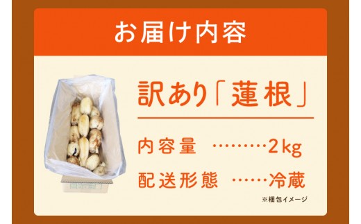訳あり れんこん 2kg 蓮根 レンコン 野菜 エコ栽培 国産 茨城県産 茨城県 阿見町 新鮮 農家直送 産地直送 （89-03）