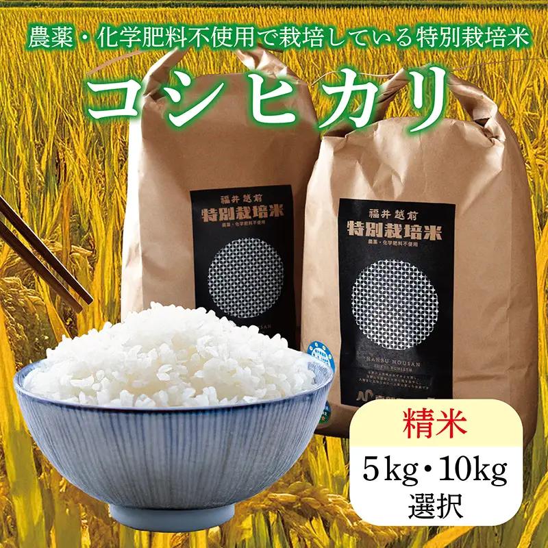 【新米予約】令和8年度産 特別栽培米コシヒカリ 5kg 精米 / 送料無料 福井県 越前市 米 コシヒカリ 農薬不使