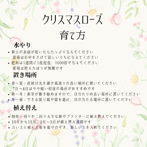 【 先行予約 ：2026年12月発送 】 花 クリスマスローズ 鉢植え ベノッタ 4.5号 花 クリスマス