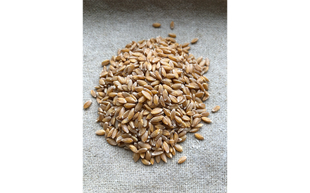 薪窯パン 有機アインコーン 3個 【 農家パン VERUM 】 ／ パン ぱん ブレッド ベーカリー 古代小麦 薪窯 薪窯焼き 薪窯焼 石窯パン 石窯 卵不使用 乳製品不使用 乳不使用 自家製発酵種 