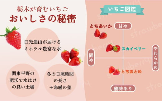 【先行予約】採れたて新鮮 栃木のいちご とちあいか | いちご 栃木 とちあいか 甘い 糖度 旬 新鮮 フルーツ 果物 アレンジ スイーツ　※北海道・沖縄・離島への配送不可　※2025年1月下旬～3月