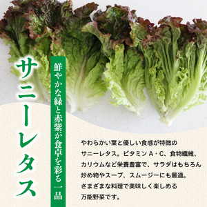 野菜 ブロッコリー サニーレタス 約2kg 詰め合わせ ブロッコリー サニーレタス