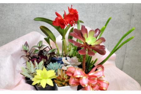 人気植物10種バラエティセット(B899-1）