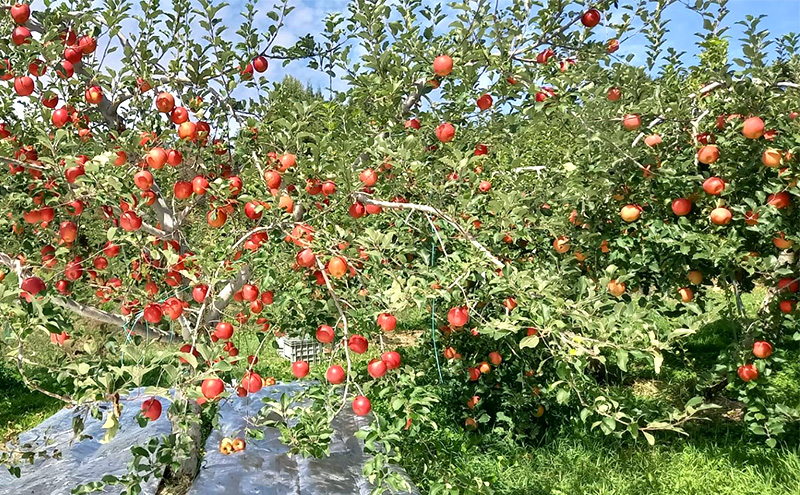 サンふじ（贈答用） 約3kg（8玉?12玉入り）トメズファーム　りんご　長野　信州　小諸　果物　フルーツ