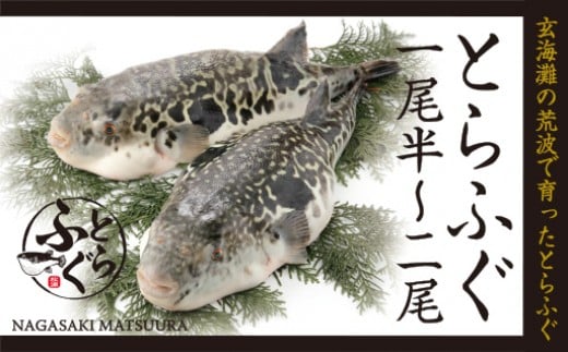 玄海灘産最高級とらふぐふんわり唐揚げ（一尾半〜二尾分）【C0-023】 トラフグ とらふぐ 唐揚げ 新鮮 簡単 漬け込み醤油