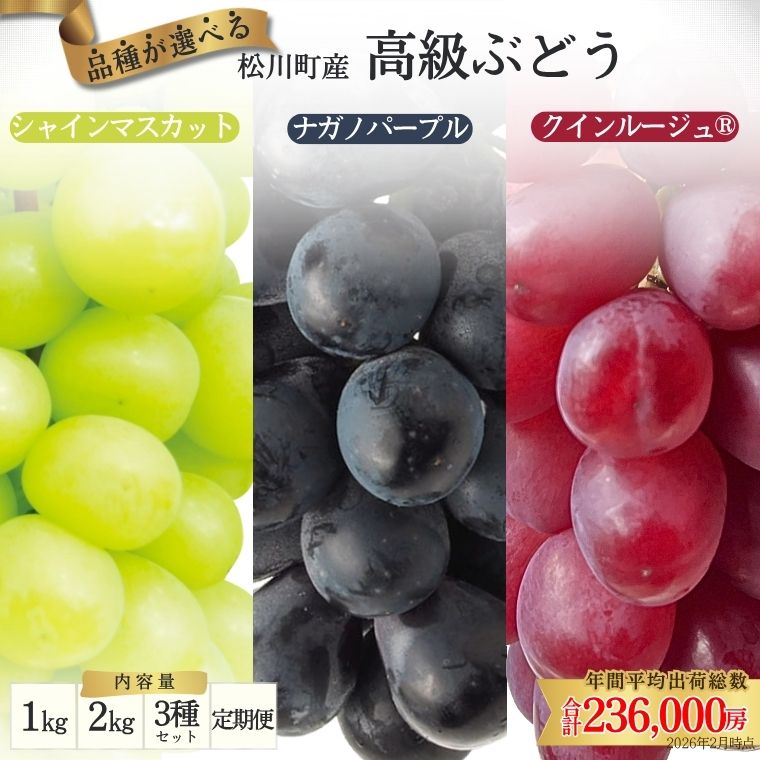【ふるさと納税】＊総合ランキング急上昇＊『糖度にこだわる！選べる3種ぶどう』各(1kg,2kg) or 3種セット(1.5kg) or 定期便(1.5kg×3回) ／2026年9月中旬〜10月頃発送//ふるさと納税 シャインマスカット クイーンルージュ ナガノパープル 葡萄 フルーツ 果物 ギフト 甘い