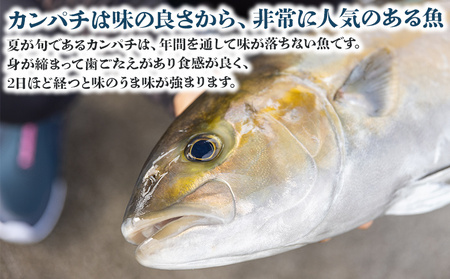 「カンパチ」 １匹 3.5kg～4kg 【先行申込】 手結沖養殖 - かんぱち かんぱち かんぱち かんぱち かんぱち かんぱち かんぱち かんぱち かんぱち かんぱち かんぱち かんぱち かんぱち 