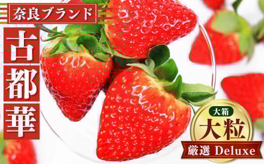 奈良 いちご「 古都華 ～ ことか ～」 大粒 厳選  Deluxe（ 大箱 ）※ 12月 下旬頃〜 3月 下旬頃 順次発送 予定 ※北海道・沖縄・離島対応不可 | フルーツ くだもの 果物 イチゴ コトカ 古都華 奈良県 五條市 ブランド 苺 品種 特徴 糖度  旬 産地直送 農家直送 お取り寄せ 送料無料 フレッシュ 果実 新鮮 ブランド苺 ストロベリー 冷蔵 高糖度 ふぁ～む・いわい