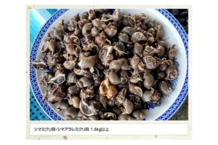 宮崎県産活貝　日向灘獲れ！よだれミナ(シマミクリ貝・シマアラレミクリ貝) 【 貝 魚介 活貝 新鮮 おつまみ 川南町 魚介類 魚貝 】