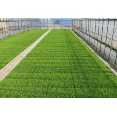 ふるさと納税 阿賀野市 【令和7年産】新潟県産 純米コシヒカリ 5kg さいとう農園 |  | 02