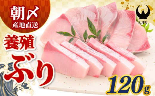 ぶり 120g 養殖 冷蔵 刺身 ブリ 鰤 お刺身 たたき 照り焼き ぶり大根 ぶりしゃぶ ブリトロ 生食 海鮮丼 海鮮 旬 ブロック フィレ ギフト 国産 贈答用 人気 サンライズファーム さしみ 鍋 丼 寿司 カルパッチョ 新鮮 年末 正月 贈答 お歳暮 高知 高知県 大月町