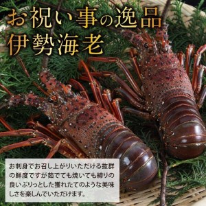 伊勢海老 800g 以上 1尾から4尾 活き伊勢海老 イセエビ えび 高知県 須崎市 伊勢海老 刺身伊勢 海老蒸し 伊勢海老 海鮮丼 伊勢えび おさしみ 伊勢えび カルパッチョ 伊勢えび 粉チーズ 伊