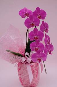 胡蝶蘭 1本 立ち 色 おまかせ ( 濃ピンク 黄色 白 ) 藤沢洋蘭 鉢植え 鉢花 ラン 観葉植物 花 hana 10000円 蕾 蘭 洋ラン 洋蘭 生花 お花 お祝い お供え コチョウラン こちょうらん 冠婚葬祭 新築 開店 祝 ギフト プレゼント 贈答品 記念日 母の日 贈り物 母の日 誕生日 神奈川 湘南 藤沢