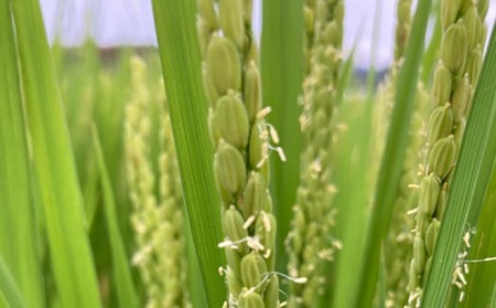 農家直送！【奈良農園】淡路島産キヌヒカリ 5kg