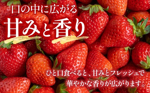 《2026年発送》【数量・期間限定】宮崎県産イチゴ 4パック_M359-004-02