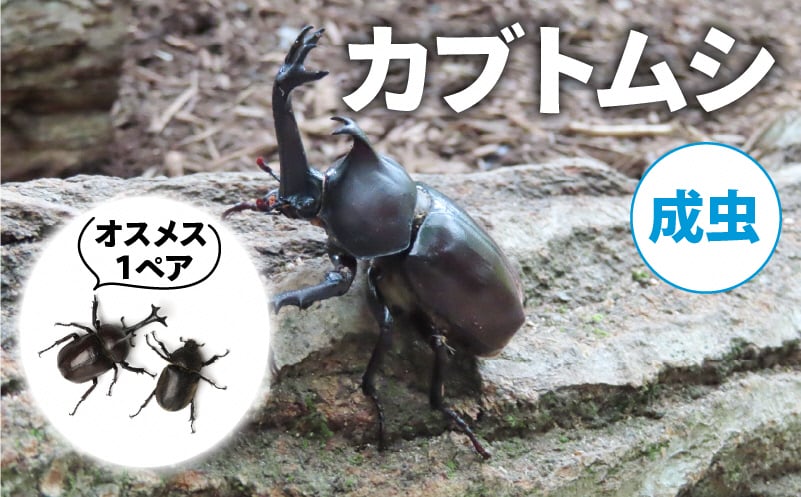 
            【配送期間は2026年6月下旬～8月上旬に随時配送】カブトムシ（成虫）オスメス１ペア [№5299-0165]
          