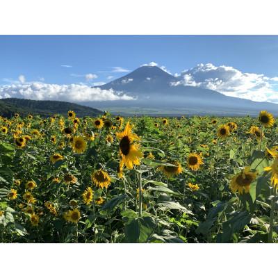 ふるさと納税 忍野村 忍野村産・天然はちみつ250g |  | 01