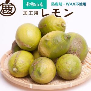 ＜9月より発送＞ 加工用 黒潮 レモン 3kg+90g（傷み補償分） 和歌山有田産 防腐剤・WAX不使用 安心の国産レモン 訳あり わけあり レモン 果汁用［IKE81］