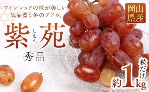 ぶどう 2025年 先行予約 紫苑 秀品 粒だけ 約1kg 岡山 国産 果物 フルーツ  2025年10月上旬から発送