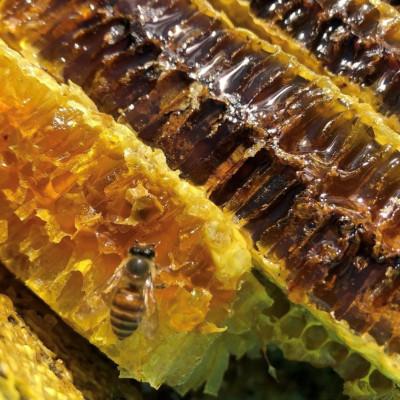 ふるさと納税 山鹿市 【熊本県北山麓】日本みつばち菊鹿405g |  | 03