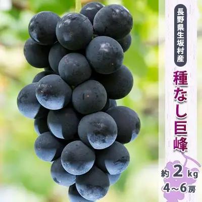 【2026年先行予約】種なし巨峰 約1.7kg~2kg (4~6房入り)  小さな果樹園 ぷてぃ・べるじぇ | 種なし巨峰