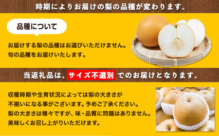 訳あり 旬の梨 約4kg《9月上旬-1月末頃に出荷予定》｜梨梨梨梨梨梨