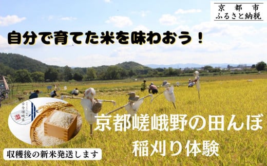 《9/7(日)予定/京都嵯峨野》 田んぼで稲刈り体験【アドプランツコーポレーション】［ 京都 米 収穫 稲刈り体験 田植え 体験 人気 おすすめ 嵯峨野 有機栽培 ふるさと納税 ］