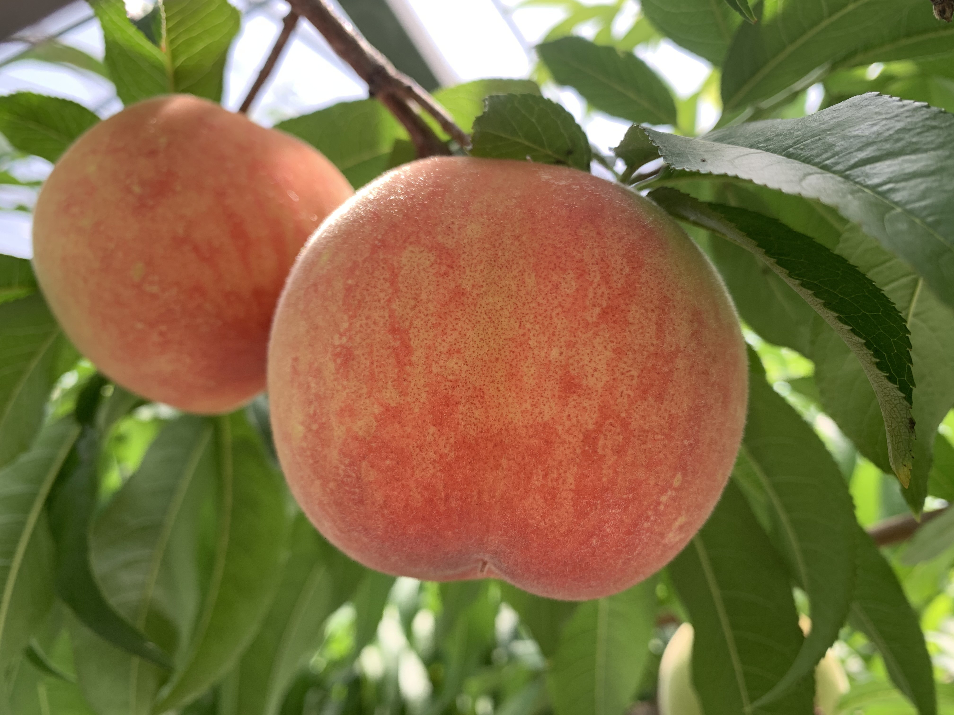 
                  【石橋果樹園】果物／初夏の桃 約2㎏（8～10玉）
                