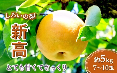 新高 5kg 7～10玉 予約受付 しろいの梨 JA西印旛農産物直売所やおぱぁく