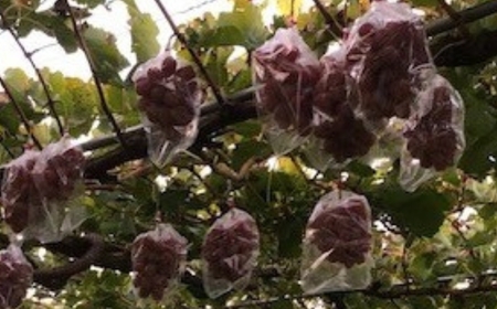 【2026年先行予約】ぶどう クイーンルージュ® 約700g(1房) 長野県オリジナル品種｜ぶどう