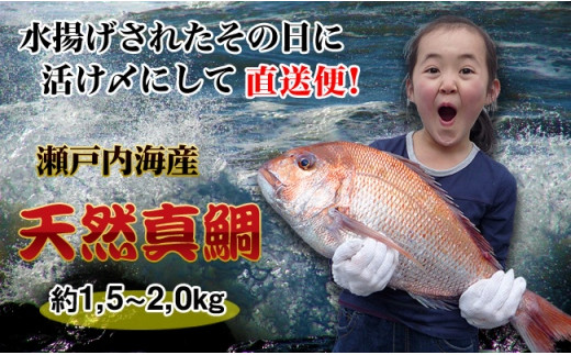 [下処理なし]≪瀬戸内海産≫朝1番水揚げされた天然真鯛を直送致します。［大サイズ］
