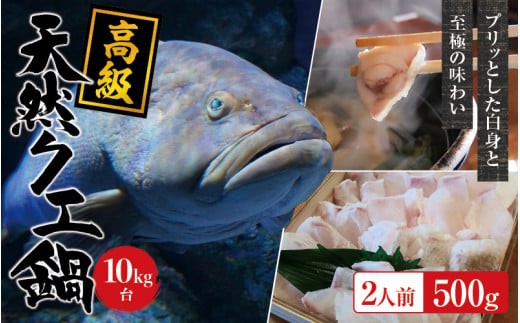 【冷蔵】天然 高級クエ 10kg台  クエ鍋セット 2人前(250g×2) 【2026年11月下旬から2027年2月下旬までに順次発送致します。】 / 高級 海鮮 お魚 魚  くえ鍋 クエ鍋 くえ くえ天然 冷蔵 海産物【tkw006-1】