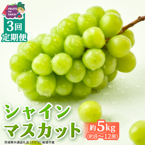 【定期便】3か月連続でお届け！ シャインマスカット 約5kg（約8～12房）【2026年8月から発送開始】（茨城県共通返礼品 [ぶどう]：結城市産）ぶどう ブドウ 葡萄 シャインマスカット 種なし 皮ごと 甘い 高級 ふるさと納税 定期便 3か月 [FC58-NT]
