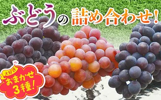 【2026年6月下旬～順次発送 おまかせ3種 ぶどう詰め合わせ 約1.4kg
